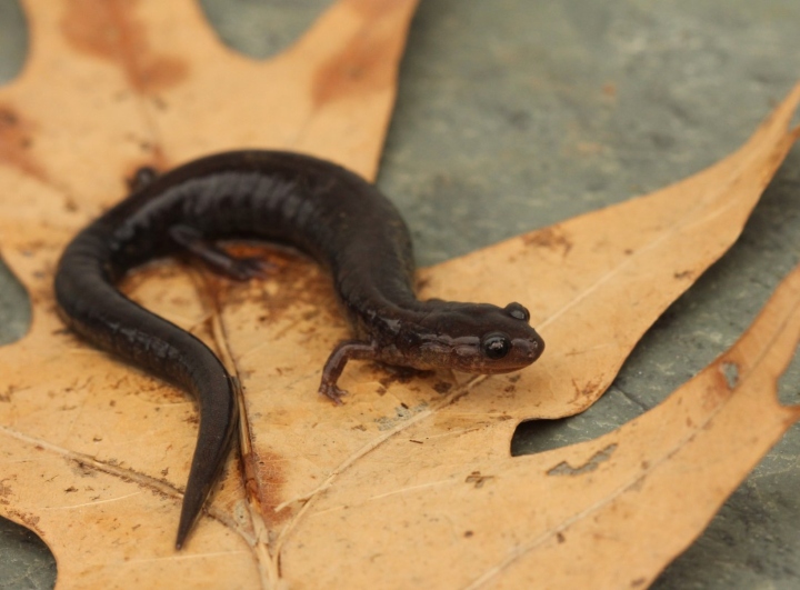Redback Salamander